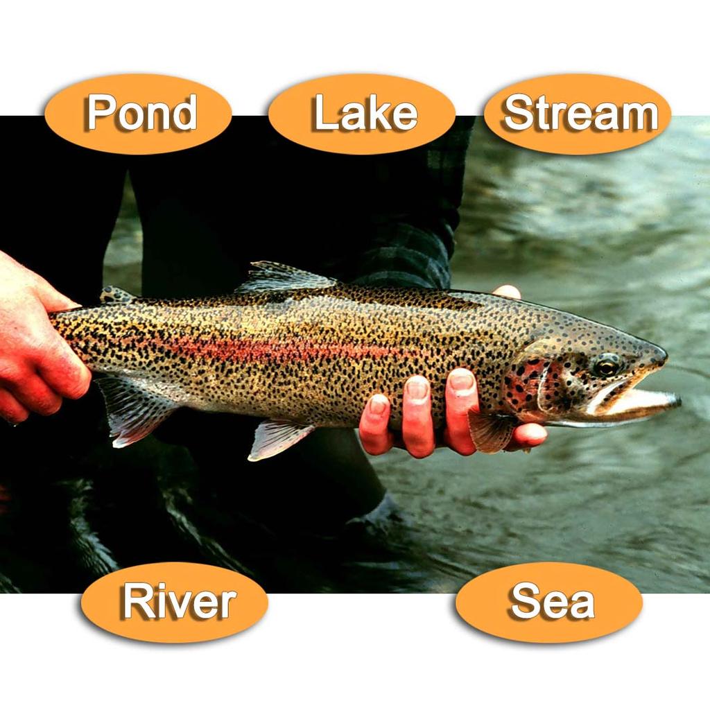 Trockenfliegen Angelköder-6/10Stk.-Blau&Gelb Maifliege Trockenfliegen Kristallfaden Seidenkörper Köder Größen#10 Für Forelle/Barsch/Karpfen usw. im Süßwasser oder Salzwasser.