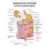 Human Digestive System Model Stomach Anatomy Large Intestine Cecum Rectum Duodenum Human Internal Organs Structure Model