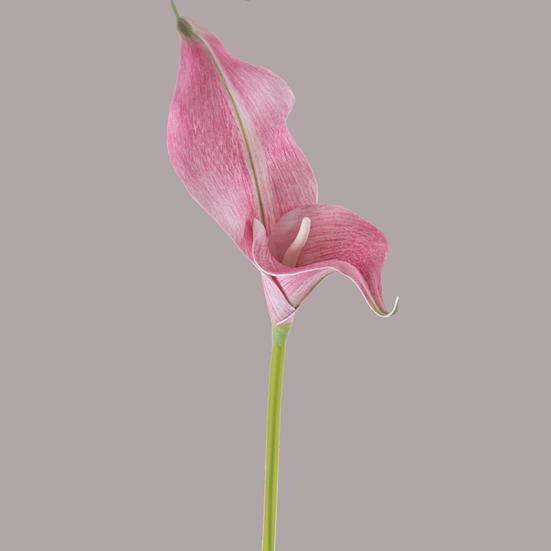 Pcs Artificial Calla Lily Flowers Real Touch Fake Calla Lily with Stem
