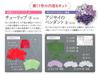Fun Tsumami Zaiku 11 No. [Encyclopedia] (with kit)