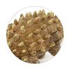 English Detail Map Dinosaur Model Toy Pvc Solid Plastic Nail Dragon Ornament
