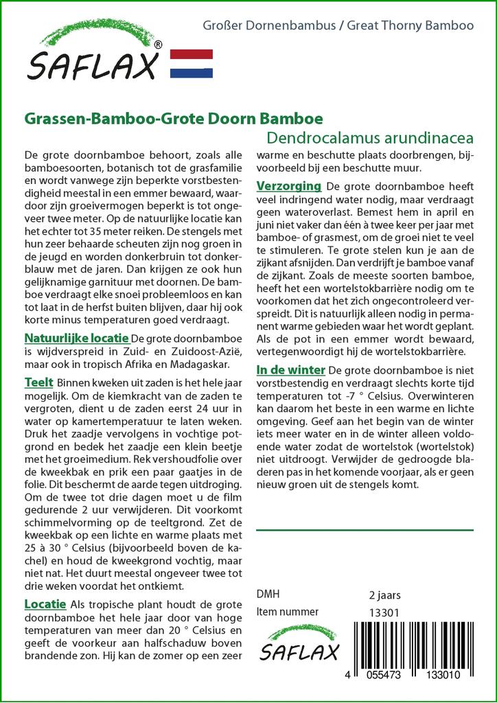 SAFLAX Grande Bambu Espinhoso - 50 sementes - Dendrocalamus arundinacea