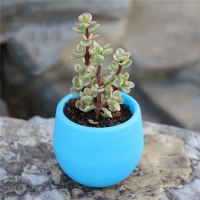 Succulent Flower Pot Mini Stone Ball Flowerpot Rainbow Pot PP Resin Plastic Pot Plant Pots Decorative Planters Pots for Plants