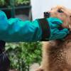 1 Pair Anti-Scratch Anti-Scratch Protective Gloves Bite-resistant Animal Anti-Bite Gloves  Training