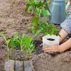 100 Seedling Pots - Non-Woven Fabric Planting Bags For Seed Sprouting, Home Gardening Supplies