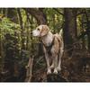 Khaki szelki dla psa adventure dog truelove xxs