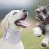 Collare Regolabile per Gatti Dopo Interventi Chirurgici Collare per Cani Recupero da Interventi Chirurgici Gatti Collare Protettivo per Collo Ferite Antileccata