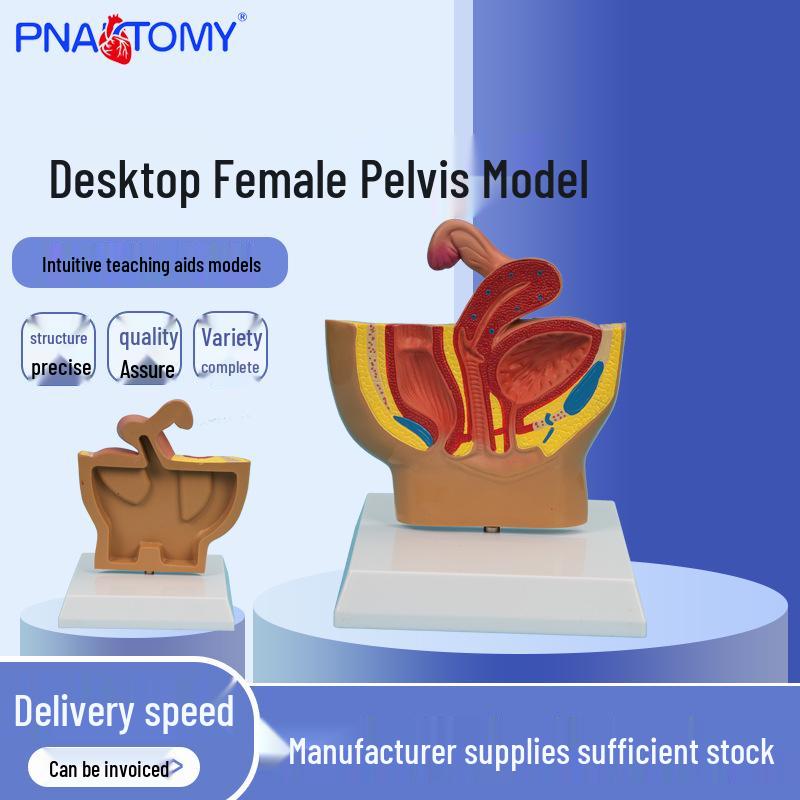 Desktop Female Pelvis Model: Sagittal Section Teaching Aid PNT-05801 1:1 Scale