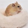 Premium Cozy Small Pet Bed for Sugar Gliders, Guinea Pigs & Hamsters - Winter Warmth, Practical & Convenient Indoor Habitat