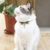 PetSoKoo Cute Bowtie Cat Collar with Bell. Japanese Stylish Bowknot & Fish Charm. Safety Breakaway, Soft, Lightweight, for Girl Boy Male Female Cats