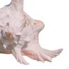 Conch Shell Aquarium Ornament Gift Seashell for Table Scatters Wedding Decor