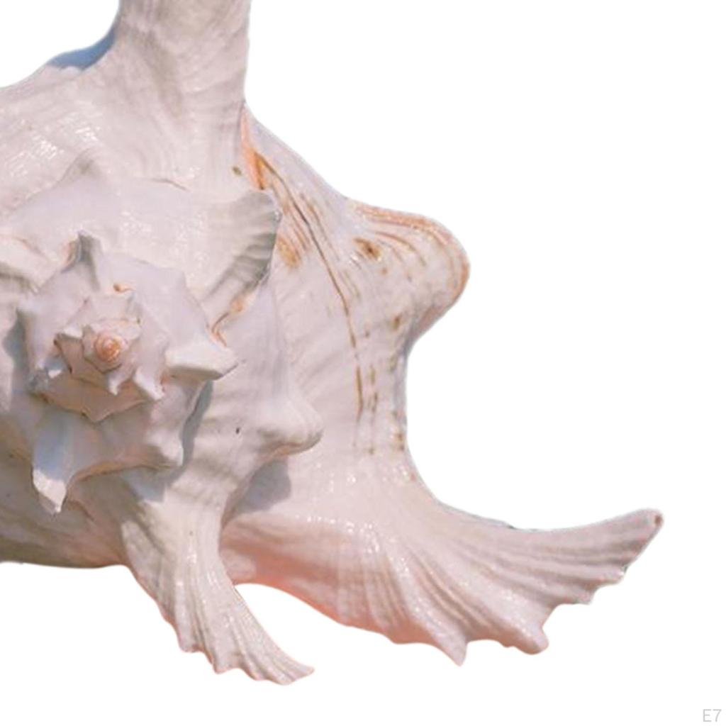 Conch Shell Aquarium Ornament Gift Seashell for Table Scatters Wedding Decor