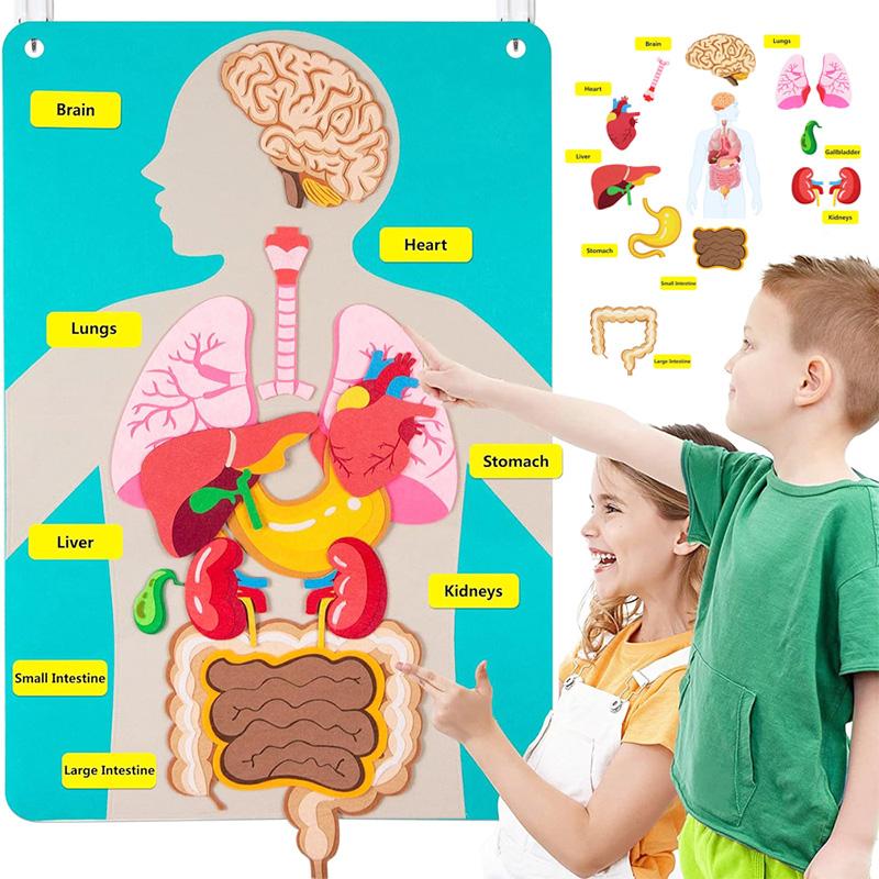 Modello Corpo Umano Feltro Per Bambini Insegnamento Parti del Corpo Lavagna Feltro Storie Attività Sensoriali Giocattolo Insegnamento Prescolare Storia Tavola da Viaggio