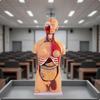 85 Cm PVC Anatomical Torso Model Detachable for Students