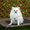 Dog Bed Outdoor, Elevated Dog Bed for Medium-Sized Large Dogs, Sturdy Pet Bed with Washable Mesh, Cat Bed Pet Bed Sleeping Place for Outdoors Camping