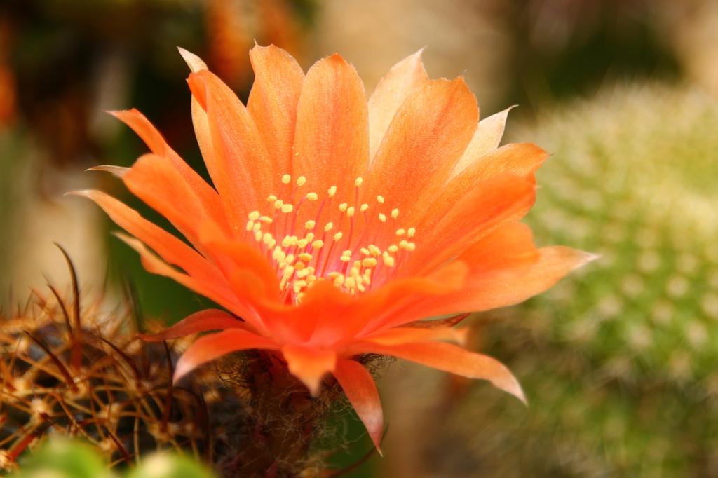SAFLAX Rebutia - 40 Seeds - With Potting Substrate for Better Cultivation - Rebutia Mix