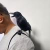 Halloween Black Feathered Crow Lifesize Realistic Raven Prop Handmade Artificial Birds Model for Indoor Outdoor Halloween Party Decor