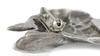 Bull Terrier, Bully – Brooch with a clip, holder for a start number – Design 01 | Art-Dog
