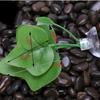 {MX} 1Pcs Fish Tank Fake Plants Green Leaf Hammock For Betta Fish Stress-Reducing Aquarium Decoration With Suction Cup