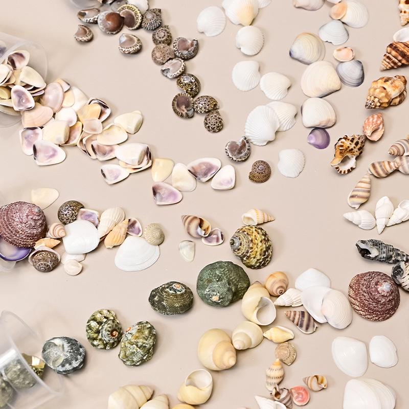 Natural Epoxy-Filled Conch Shells for DIY Crafts and Aquarium Decor