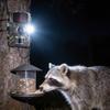 Animal Infrared Night Vision Camera Waterproof Outdoor Wildlife Security For Forest And Orchard Monitoring