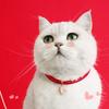 Yousheng Cat Collar Bell Pendant Cute Accessories Adjustable Chinese New Year Pet Collar with Tag Cat Supplies