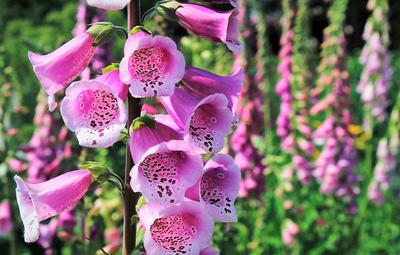 1000 semien Foxglove - okrasné kvety - reprodukovateľné semená roľníkov - SemiWild