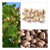 5pcs PISTACHIO NUT TREE