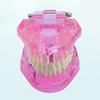 Dental Implant Model Teaching Aid for Dentist Student School Removable Teeth Orthodontic Demo Models Dental Prosthetic Demonstration