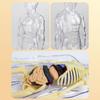 Educational Human Body Anatomy Model Clear Anatomical Human Skeleton Model with Detachable Organs Biology Teaching Tool