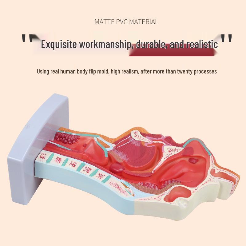 ENT Five Senses Anatomical Model of Human Nasal Cavity, Pharynx, and Mouth