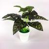 Bicolor Simulated Caladium Artificial Green Plant Potted Indoor Decoration