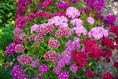 150 semi di garofano cinese - fiori vaso da giardino - semi contadini riproducibili - SemiWild
