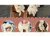 Little Bear Winter Hat & Ear Muffs Set: Cute Plush Hood with Gloves & Scarf 3-Piece for Kids