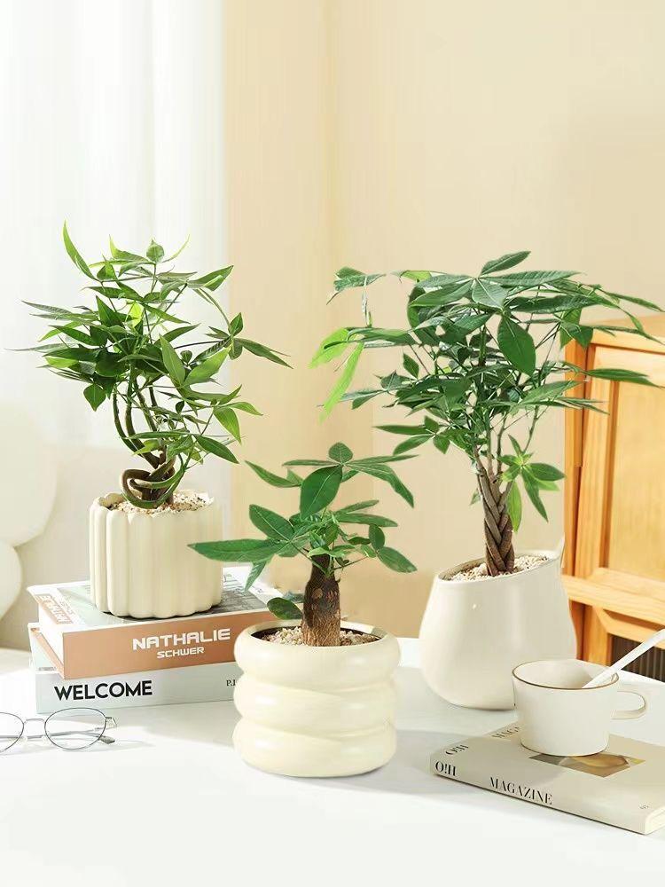 Nordic Ceramic Orchid Vase - Light Luxury Style for Small Plants