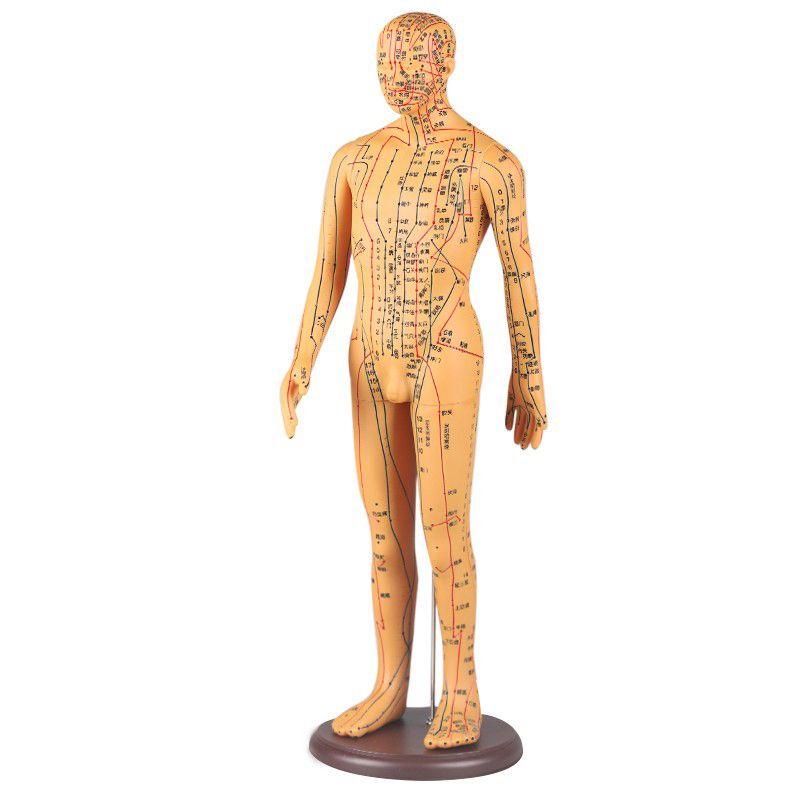 

Full-Body Acupoint Teaching Model