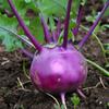 300 Delicatess Purple Kohlrabi Seeds - SemiWild Permaculture