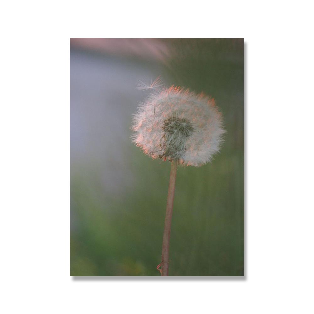 Gråblå Växt Maskros Suckulent Canvas Målning Nordiskt Landskap Fotografi Poster Modern Heminredning Vardagsrum Sovrum