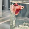 Aquarium Setup High Transparency Acrylic Landscape Fish Tank LED Light with Lid Goldfish Tank Shatterproof Fishbowl for