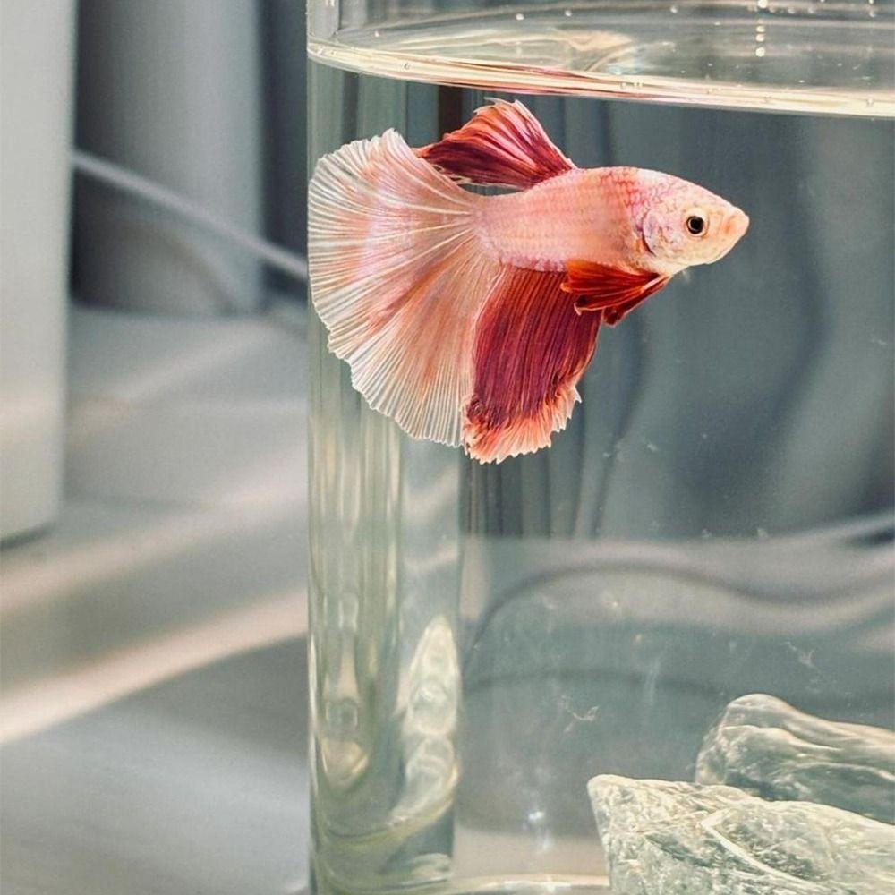 Aquarium Setup High Transparency Acrylic Landscape Fish Tank LED Light with Lid Goldfish Tank Shatterproof Fishbowl for