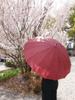 Santos Long 55cm Rib Length Umbrella, Cat's Day, Burgundy, [JK-154]
