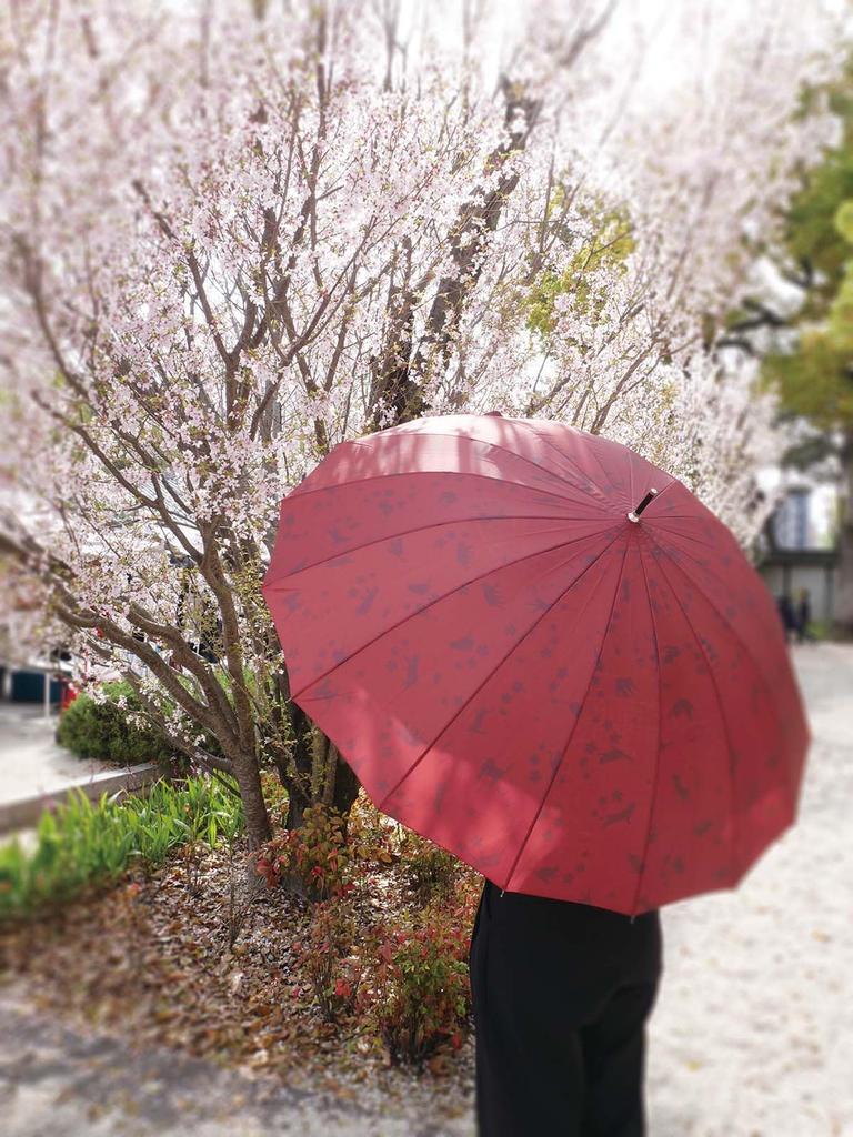 Santos Long 55cm Rib Length Umbrella, Cat's Day, Burgundy, [JK-154]