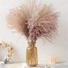 Pampas Grass 60 Cm Natural Dried Flower Decorative Dried Flowers Artificia