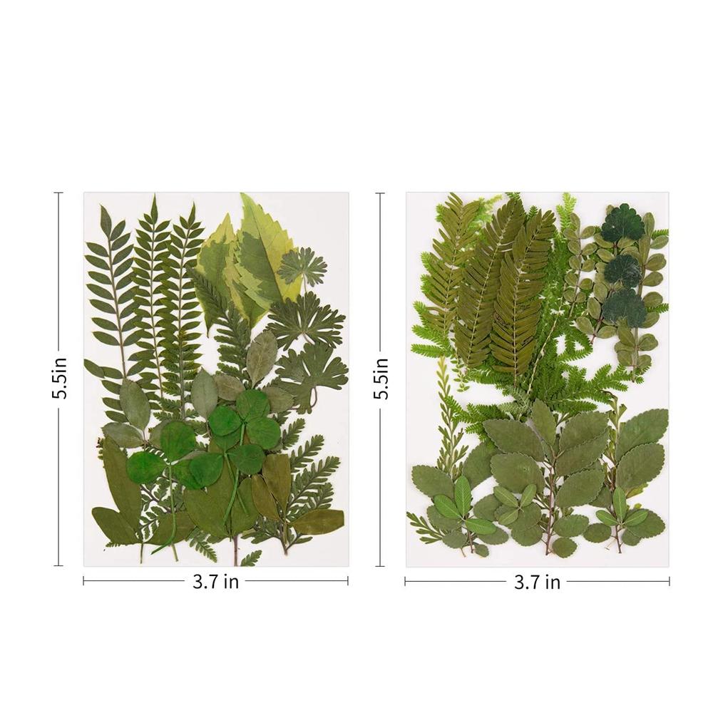 Art Craft Leaf Specimen Resin Accessory Dried Pressed Leaves Dried Flowers Artificial Decorations