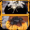 Halloween Pumpkin Decorations Decorative Pumpkins Spiders Pumpkin Figurine Sculptures Table Ornament Holiday Party Decors