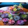 5d DIY Diamond Painting Full Square Succulent Plants Diamond Embroidery Beads Sets Mosaic Flower Rhinestone Picture