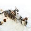Interactive Cat Toy For Cats Flying Bird Flapping Wings Sparrow Catnip Plush Toy Simulated Chirping Bird Pet Toy