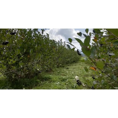 180 Hokkaido Aronia Tablets, Each Tablet Contains 235mg of Aronia Extract Powder, Aronia Supplement, Anthocyanin, Iron