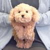 Hizawanko Toy Poodle Plush Toy Beige Small 30cm