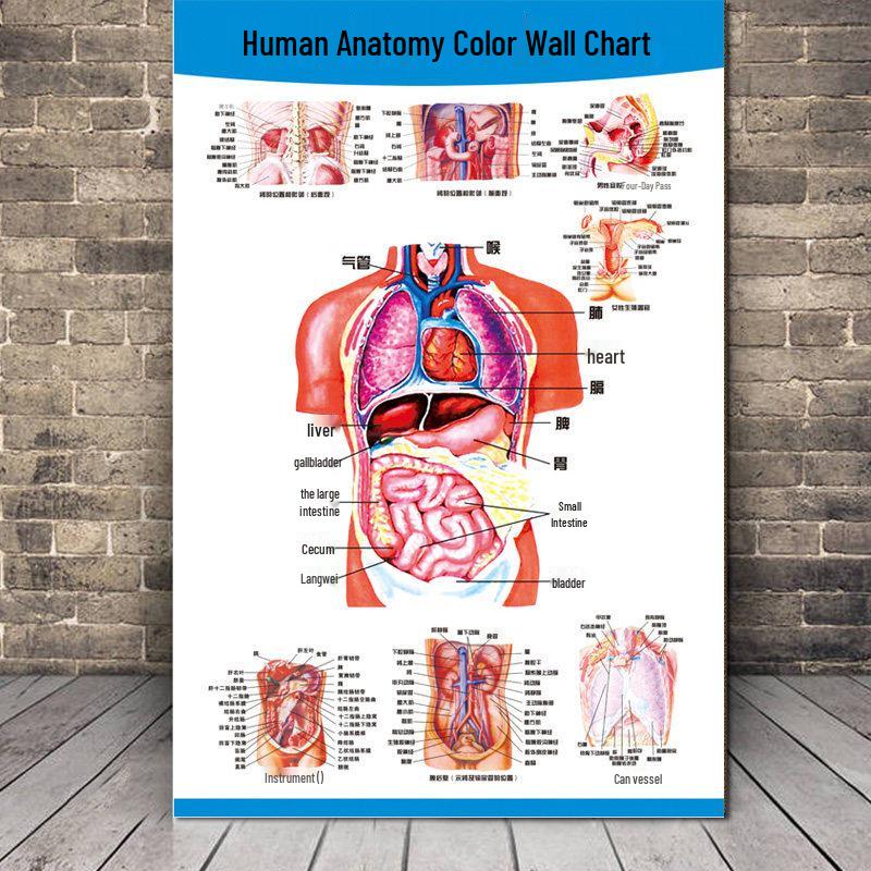 Cilvēka elpošanas orgānu un žultspūšļa anatomijas